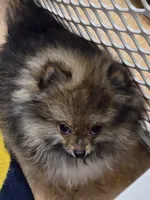 Akc champion pedigree buffy , a female Pomeranian for sale in Kendallville, IN – 6 of 8
