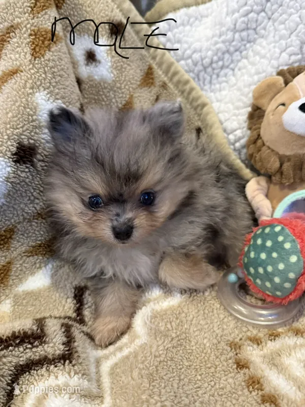 Denny – Pomeranian puppy for sale in Fort Wayne, IN