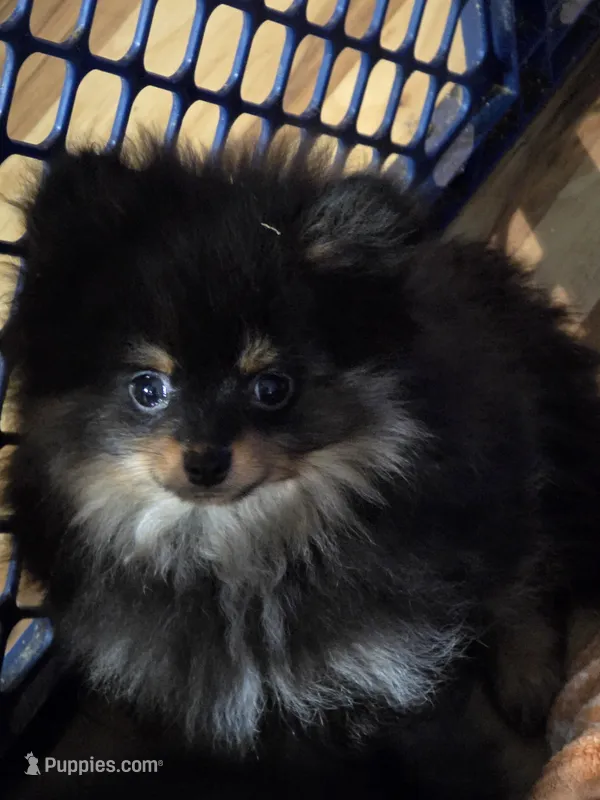 Akc champion pedigree bandit – Pomeranian puppy for sale in Kendallville, IN