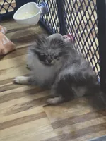 Akc grand champion pedigree molly , a female Pomeranian for sale in Fort Wayne, IN – 1 of 3