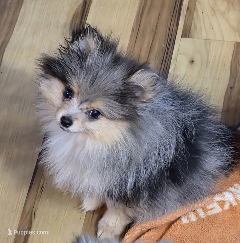 Akc champion pedigree tanner – Pomeranian puppy for sale in Kendallville, IN