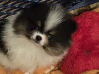 Aca champion pedigree pebbles, a female Pomeranian for sale in Kendallville, IN – 4 of 7