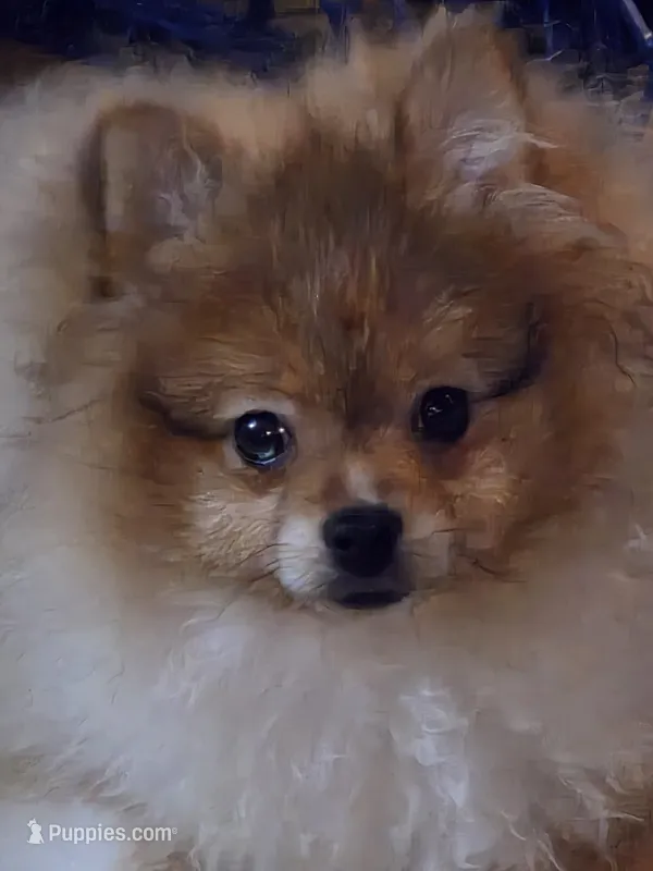 Ckc champion pedigree max  – Pomeranian puppy for sale in Fort Wayne, IN