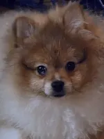 Ckc champion pedigree max , a male Pomeranian for sale in Fort Wayne, IN – 1 of 5