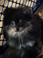 Akc champion pedigree bandit, a male Pomeranian for sale in Kendallville, IN – 5 of 5