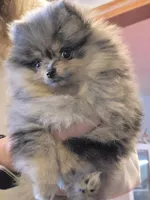 Akc champion pedigree molly , a female Pomeranian for sale in Fort Wayne, IN – Photo 6 of 7