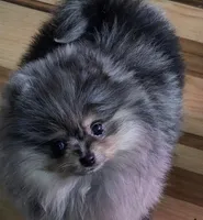 Akc champion pedigree molly , a female Pomeranian for sale in Fort Wayne, IN – Photo 3 of 7