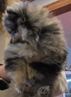 Akc champion pedigree molly , a female Pomeranian for sale in Fort Wayne, IN – Photo 5 of 7