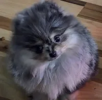 Akc champion pedigree molly , a female Pomeranian for sale in Fort Wayne, IN – Photo 2 of 7