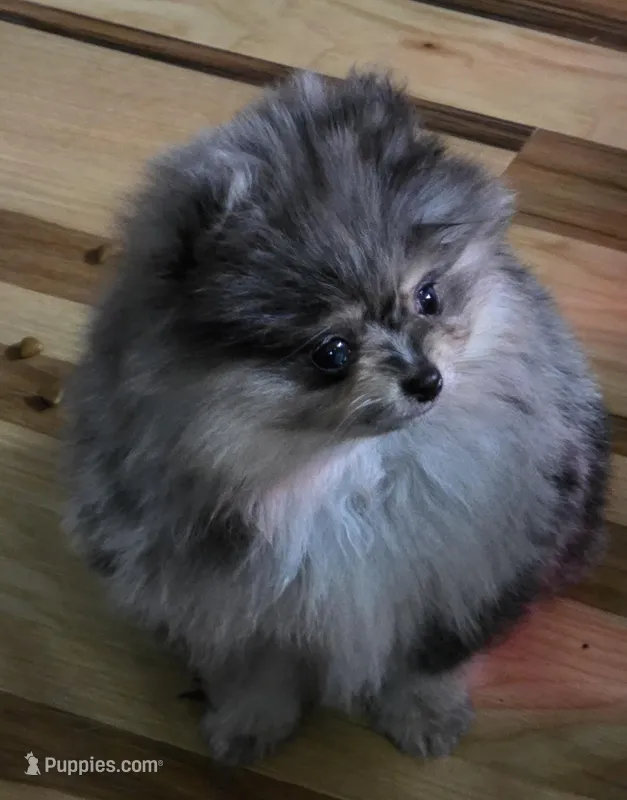 Akc champion pedigree molly  – Pomeranian puppy for sale in Fort Wayne, IN