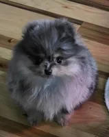 Akc champion pedigree molly , a female Pomeranian for sale in Fort Wayne, IN – Photo 4 of 7