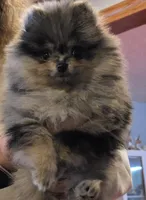 Akc champion pedigree molly , a female Pomeranian for sale in Fort Wayne, IN – Photo 7 of 7