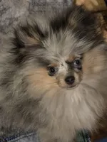 Aca tiny blue merle harley, a male Pomeranian for sale in Kendallville, IN – 5 of 5