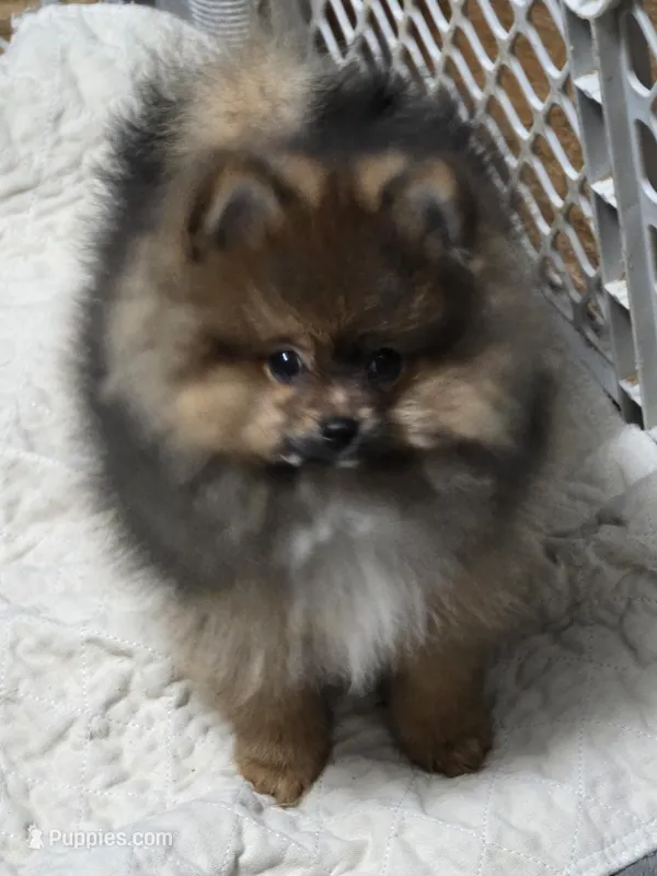 Akc champion pedigree minnie  – Pomeranian puppy for sale in Kendallville, IN