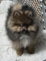 Akc champion pedigree minnie , a female Pomeranian for sale in Kendallville, IN – 1 of 6