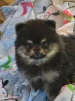 Teddy , a male Pomeranian for sale in Fort Wayne, IN – 2 of 3