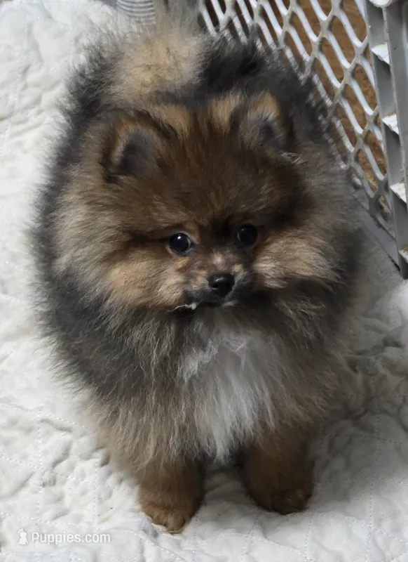 Akc champion pedigree beautiful jazzy – Pomeranian puppy for sale in Kendallville, IN