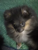 Aca beautiful blue and tan boy duffy, a male Pomeranian for sale in Kendallville, IN – 3 of 4