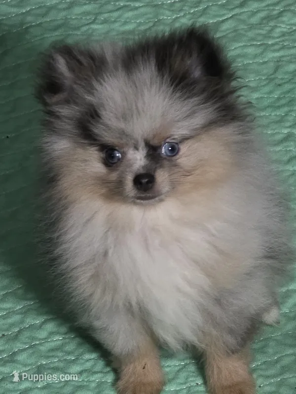 Aca champion pedigree blue eyed harley – Pomeranian puppy for sale in Kendallville, IN