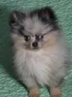 Aca champion pedigree blue eyed harley, a male Pomeranian for sale in Kendallville, IN – 1 of 10
