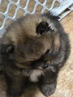 Akc champion pedigree holly, a female Pomeranian for sale in Fort Wayne, IN – 4 of 5