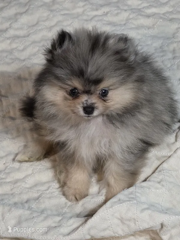 Akc champion pedigree Wilma – Pomeranian puppy for sale in Fort Wayne, IN