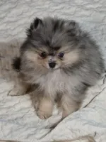 Akc champion pedigree Wilma, a female Pomeranian for sale in Fort Wayne, IN – 1 of 4