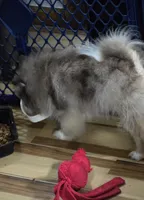 Ckc champion pedigree toby, a male Pomeranian for sale in Fort Wayne, IN – 4 of 7