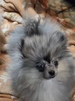 Akc champion pedigree tiny dolly, a female Pomeranian for sale in Kendallville, IN – 3 of 6