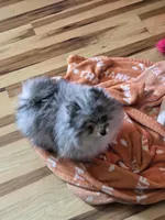 Akc champion pedigree molly , a female Pomeranian for sale in Fort Wayne, IN – Photo 7 of 7