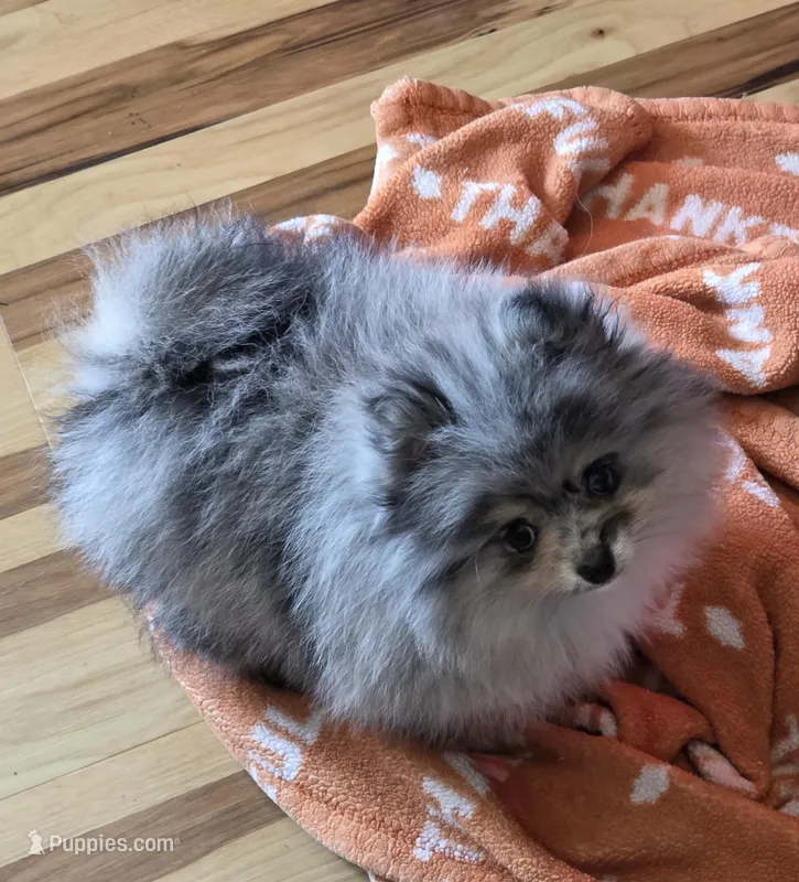 Akc champion pedigree molly  – Pomeranian puppy for sale in Fort Wayne, IN