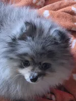 Akc champion pedigree molly , a female Pomeranian for sale in Fort Wayne, IN – Photo 3 of 7