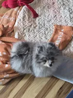 Akc champion pedigree molly , a female Pomeranian for sale in Fort Wayne, IN – Photo 6 of 7