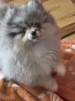 Akc champion pedigree molly , a female Pomeranian for sale in Fort Wayne, IN – Photo 5 of 7