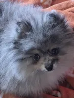 Akc champion pedigree molly , a female Pomeranian for sale in Fort Wayne, IN – Photo 2 of 7