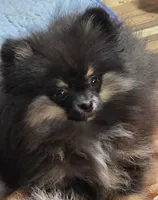 Akc champion pedigree macy, a female Pomeranian for sale in Kendallville, IN – 2 of 4
