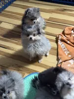 Akc max , a male Pomeranian for sale in Fort Wayne, IN – 3 of 3