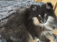Akc. Champion pedigree macy, a female Pomeranian for sale in Kendallville, IN – 2 of 3