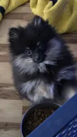 Akc champion pedigree molly , a female Pomeranian for sale in Kendallville, IN – 3 of 3