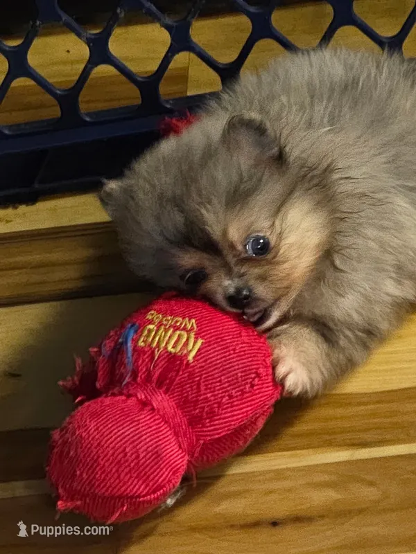 Akc champion pedigree Jenny – Pomeranian puppy for sale in Fort Wayne, IN