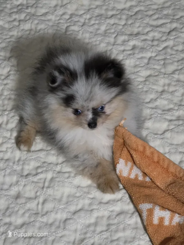 Aca beautiful blue and tan boy harley – Pomeranian puppy for sale in Kendallville, IN