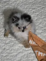 Aca beautiful blue and tan boy harley, a male Pomeranian for sale in Kendallville, IN – 1 of 8
