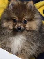 Alc champion pedigree willow, a female Pomeranian for sale in Kendallville, IN – 3 of 6
