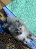 Akc Jenny , a female Pomeranian for sale in Fort Wayne, IN – 1 of 2