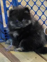 Akc champion pedigree bear, a male Pomeranian for sale in Kendallville, IN – 2 of 8