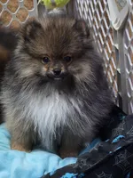 Akc champion pedigree buffy , a female Pomeranian for sale in Kendallville, IN – 2 of 8