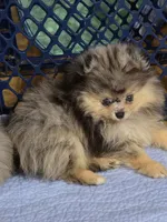 Akc champion pedigree jax, a male Pomeranian for sale in Kendallville, IN – 2 of 6