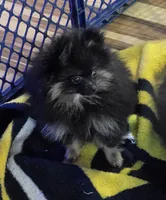 Akc champion pedigree bear, a male Pomeranian for sale in Kendallville, IN – 3 of 4
