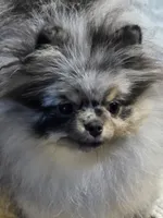 Akc grand champion pedigree molly , a female Pomeranian for sale in Fort Wayne, IN – 3 of 10