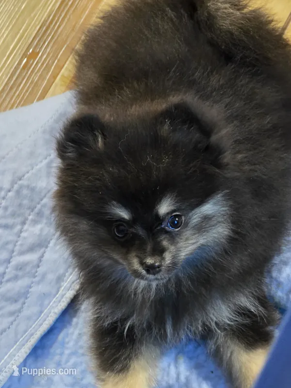 Akc grand champion pedigree macy – Pomeranian puppy for sale in Kendallville, IN